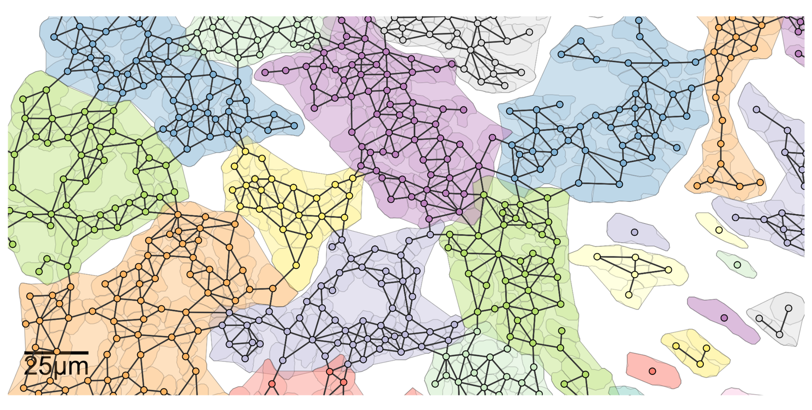 Conversion of communities of contiguous cells into shape objects using MuSpAn