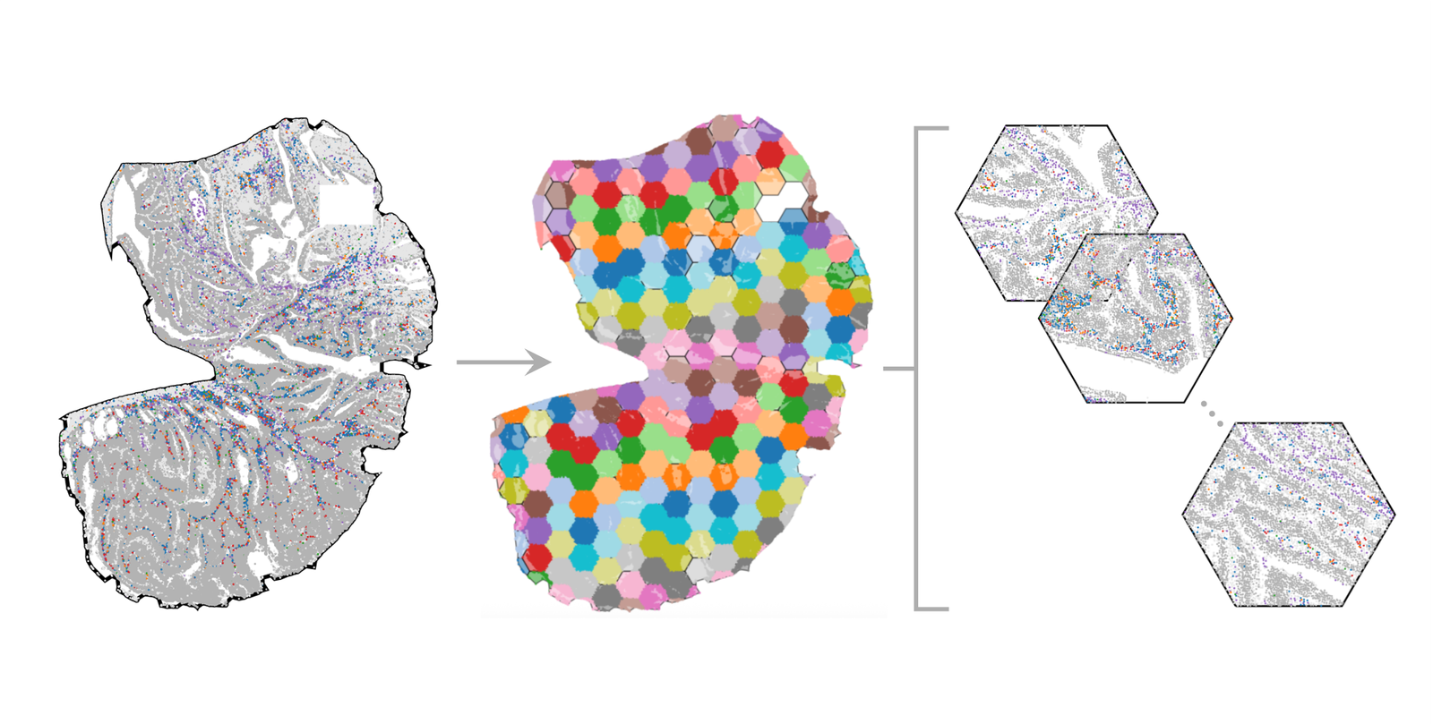 Demonstration of a workflow of generating a cropped MuSpAn domain from an existing domain using a hexagonal lattice