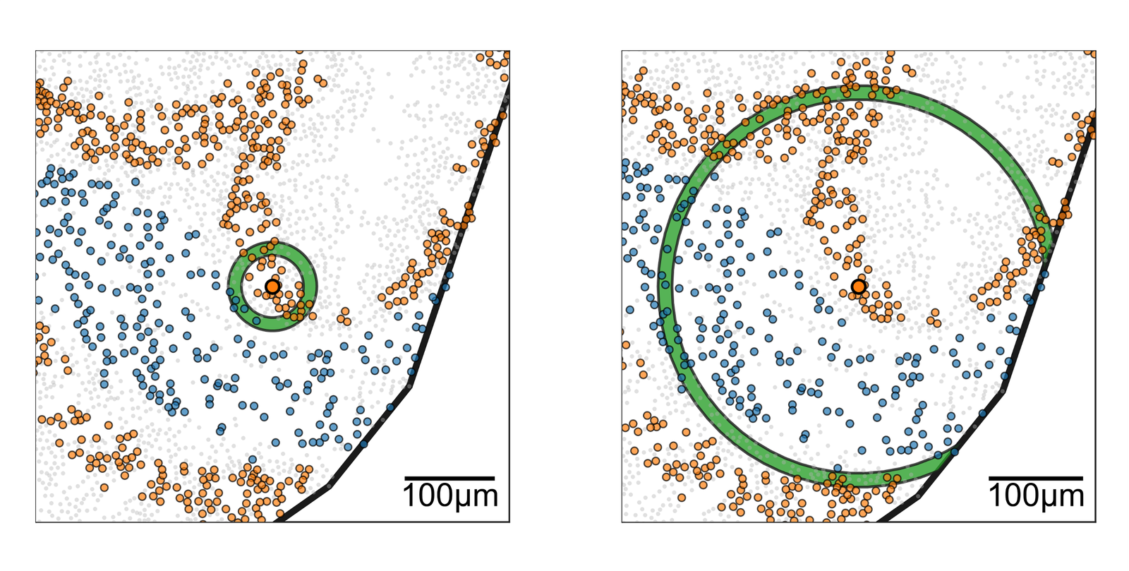 Demonstration of the annuli about cells used to compute cross-Pair Correlation Function within a region of colon, correcting for boundaries