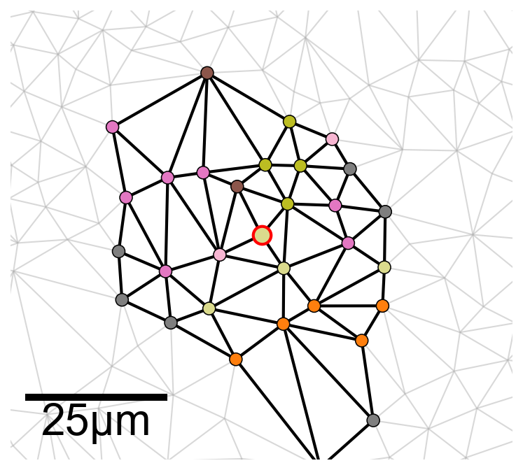 ../../_images/_collections_paper_tutorials_MuSpAn_-_Figure_5_16_0.png