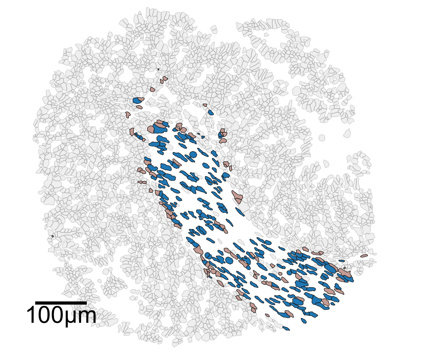 ../../_images/_collections_paper_tutorials_MuSpAn_-_Figure_3_20_1.png