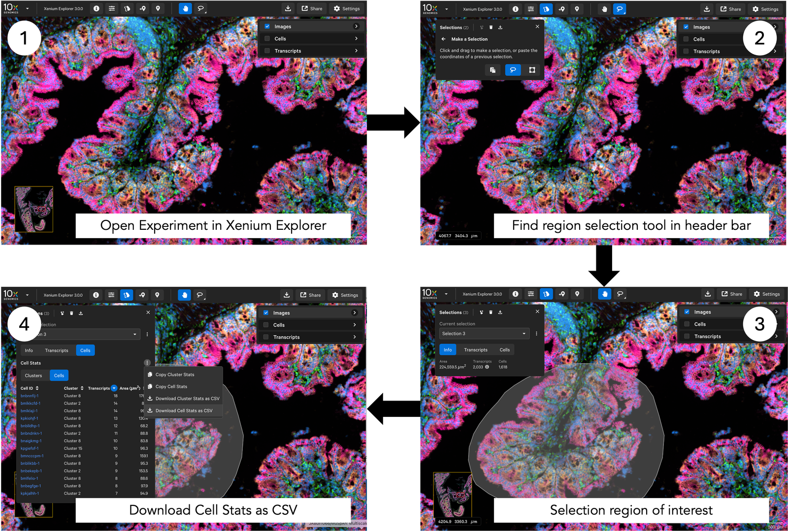 A flow chart of exporting regions of interest from Xenium Explorer