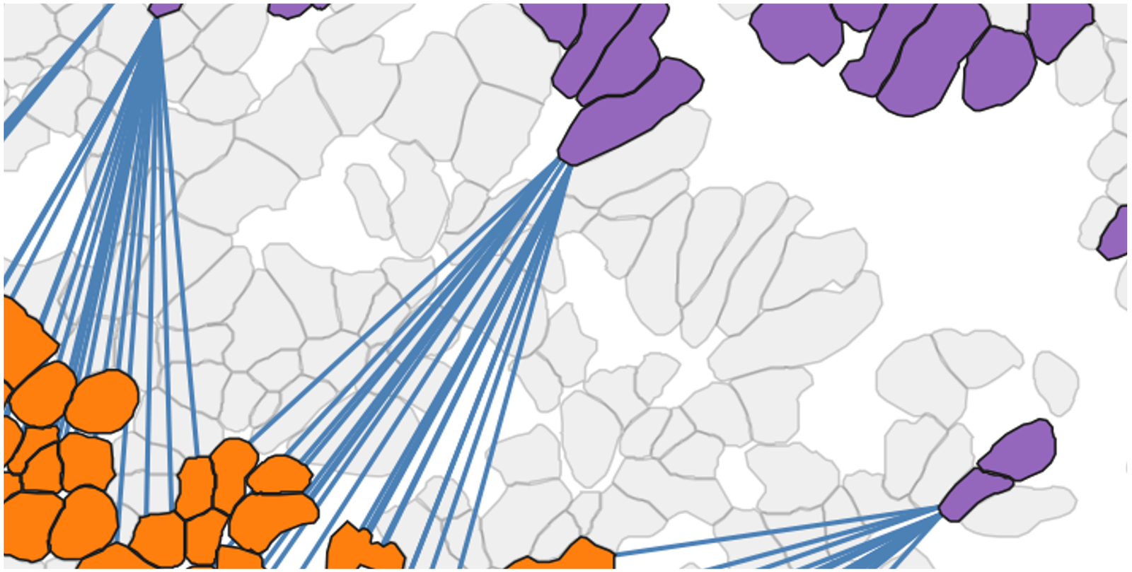 Visual demonstration of the true shape-shape distance computations implemented in MuSpAn, showing nearest neighbourhoods from orange cells to purple cells.