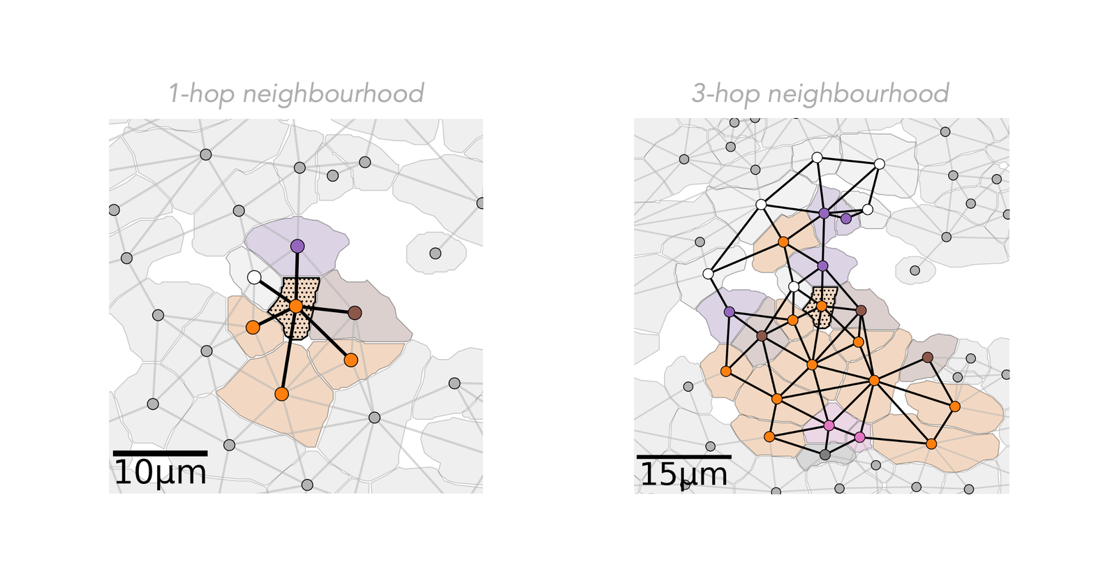 Visual demonstration of k-hop neighbourhoods about a cell (node) in a Delaunay Triangulation. (left) 1-hop neighbourhood (right) 3-hop neighbourhood